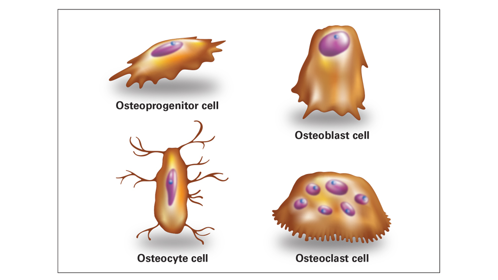 Bone regeneration involves four types of bone cells: Osteoprogenitor, Osteoblast, Osteocyte, and Osteoclast cell